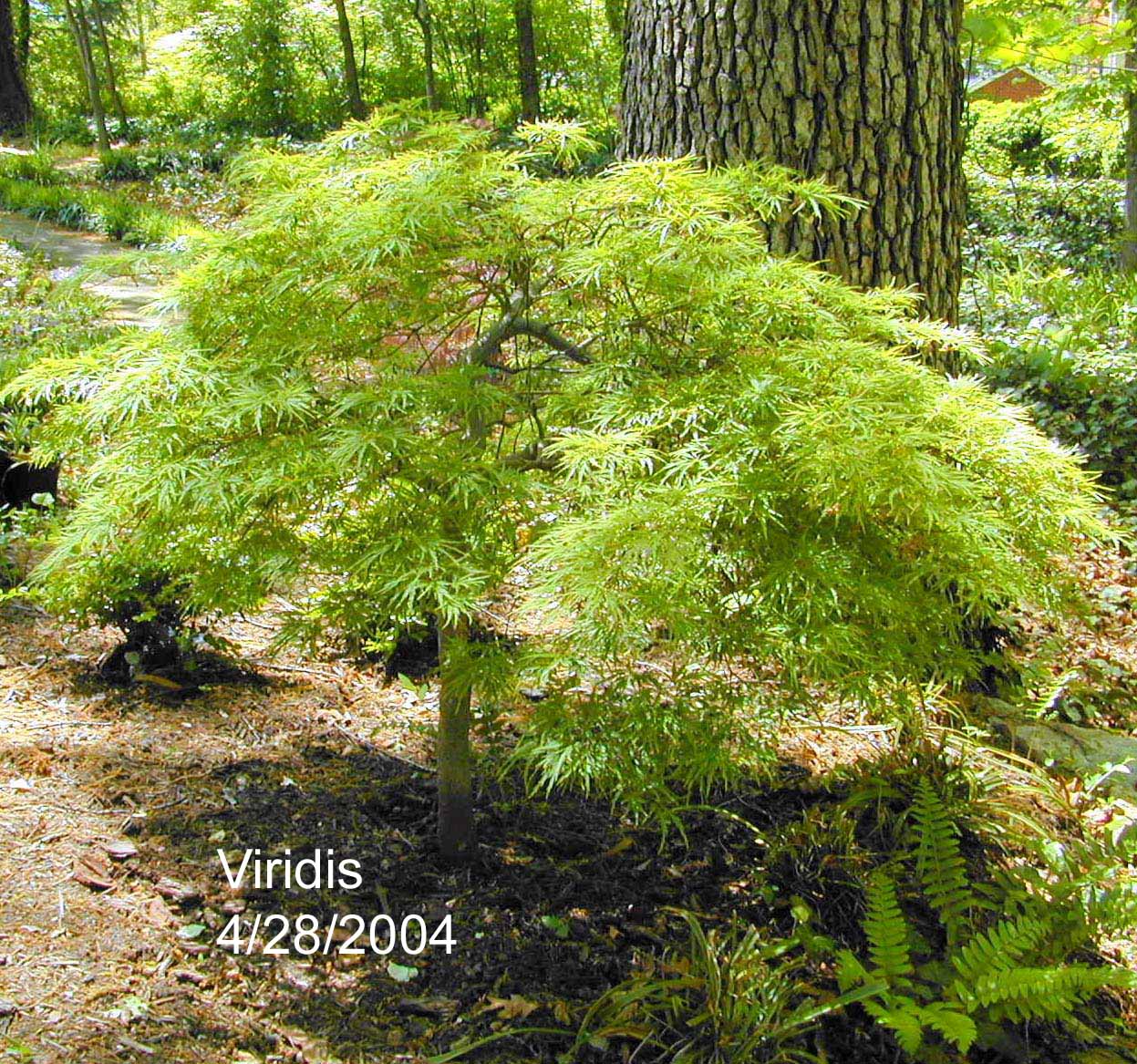 VIRIDIS-3g low mound VIRIDIS-3g low mound